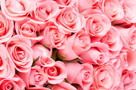 See more ideas about beautiful flowers, beautiful roses, pretty flowers. 41 Pink Roses Backgrounds On Wallpapersafari