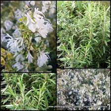 Rosemary White X 1 Plant Herbs Scented