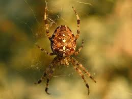 garden spiders pictures and