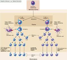 Print Chapter 21 The Immune System Innate And Adaptive