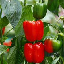 Red Bell Pepper (2 Pack) – Bonnie Plants