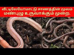 earthworms vermicomposting