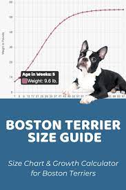 boston terrier size chart growth