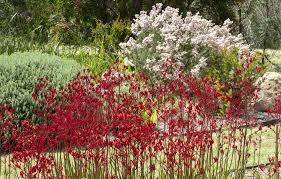 Gardening With Native Plants