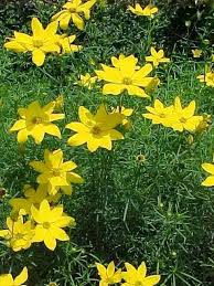 It is about 18 inches tall and grows in zones 4 to 9. Perennials For Season Long Bloom
