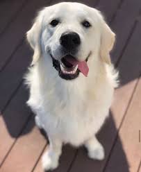Our goal is to provide each family with a healthy loving puppy. Snowwater Retriever S Akc English Cream Golden Retriever S Home