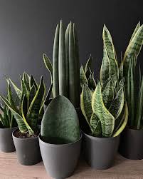 5 Indoor Plants That Will Thrive With