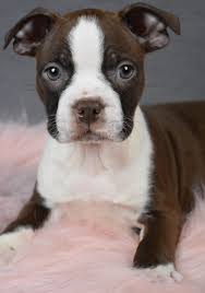 Boston terrier breeders circle j?s boston terriers , boston terrier breeder, offers boston terrier puppies for sale. Patient Bostonterrier Boston Terrier Dog Breeder Lancaster Puppies