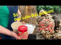homemade rat poison get rid of mice in