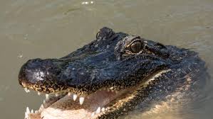 California's alligator products ban, challenged by Louisiana, is struck  down in federal court