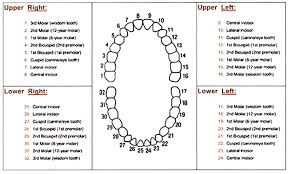 Diagram Of Teeth Numbers Human Tooth Numbering Chart Dental