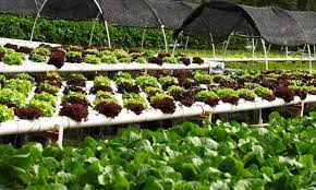 Growing With Hydroponics