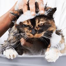 Beyond that i talk about general hygiene tips for your. How To Give A Cat A Bath Without Getting Scratched Pawsome Critters