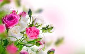 wallpaper roses white buds pink