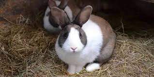 do rabbits need bedding small pet hub
