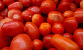 What are the best Italian tomatoes?
