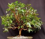 bonsai-ağacı-neden-pahalı