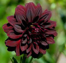 Flower dahlia page 1 from 3 in hd quality. 10 Black Dahlia Flower Seeds By Cheryl S Unique Flower Seeds Amazon Co Uk Toys Games