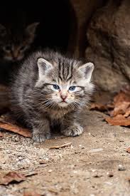 We offer an overwhelming amount of cuteness to fill your daily visual allowance. The Cutest Baby Cats Around The World