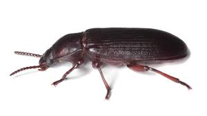 how to get rid of flour beetles ortho
