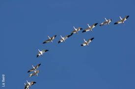 Image result for snow geese