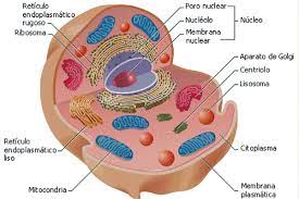 célula qué es características