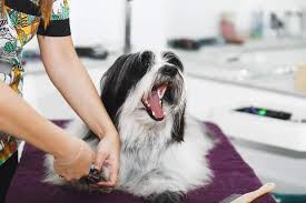 can you use human nail clippers on dogs