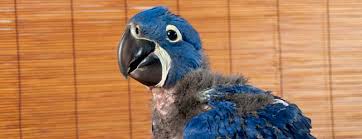 all about hyacinth macaw keeping and