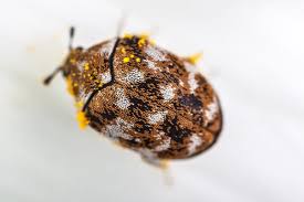 carpet beetles you need pest control