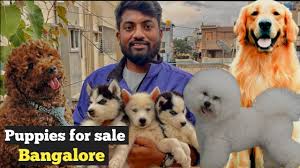 puppies in bangalore dog
