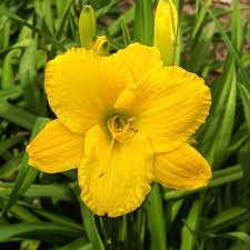 Maleny Daffodil Mountain View Daylily