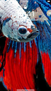 betta fish wallpapers hd by ia