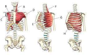 On a muscular person when the muscles stretch. Muscles Of The Rib Cage Wall 2 Diagram Quizlet