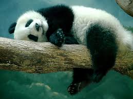 Image result for sleeping pandas