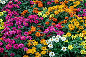 how to plant and grow zinnias