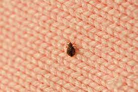 it s bed bug season are you ready