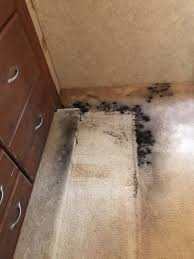 how to remove black mold from carpet