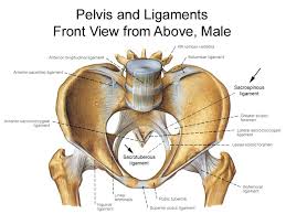 The bony pelvis & gender differences in pelvic anatomy. Pelvis Anatomy Recon Orthobullets