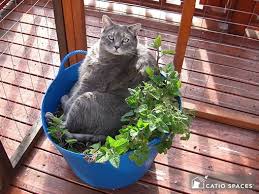 Cat Pleasing Plants For Your Catio