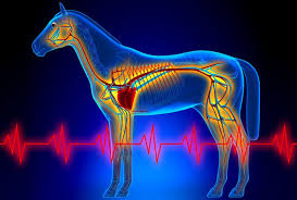 Understanding A Horses Vital Signs The Grooms List