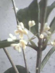 Bunga adalah bagian dari tanaman yang umumnya berpenampilan indah dan mengeluarkan aroma wangi. Angel Nurserry Bunga Bunga Wangi Aromatik