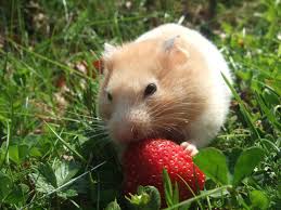 Se trata de animales alegres y juguetones, aunque también son bastante. Los 11 Tipos De Hamsters Mas Bonitos Del Mundo Fotos Y Curiosidades