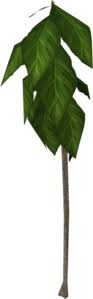 A teak is a dainty tree that can be found in various locations at the rare tree icon. Teak The Runescape Wiki
