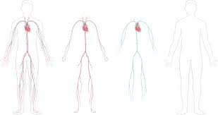 Anatomy Of The Heart And Cardiovascular System Texas Heart