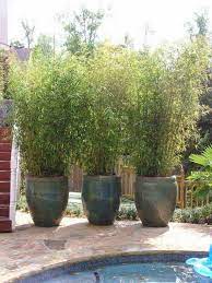 Privacy Landscaping Patio Plants