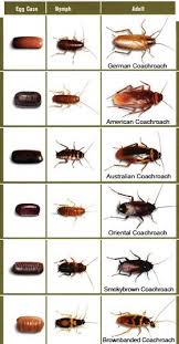 Pest Roaches Their Nymphs And Egg Cases Guide Pest