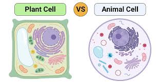 Animal cells have the same structure and function to form a network. Plant Cell Vs Animal Cell Definition 25 Differences With Cell Organelles