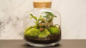 how a closed terrarium can live for