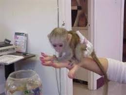 Check spelling or type a new query. Capuchin Monkeys For Sale