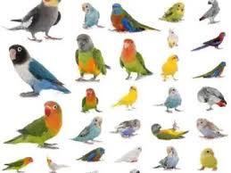 parrot list list of all parrots in